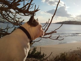 Murdock